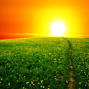 sunrise yellow colorful clouds and dandelion field